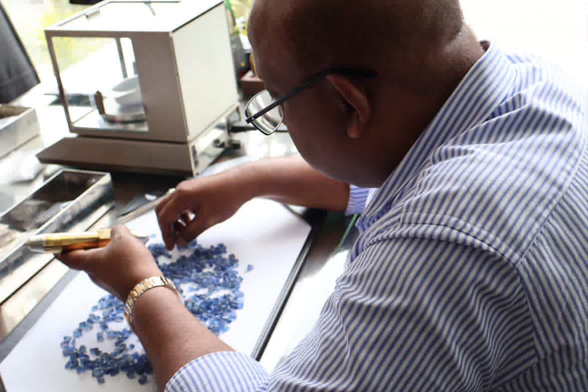 Akram Saroof examining rough blue sapphire spread across a lit sorting table, loupe in hand